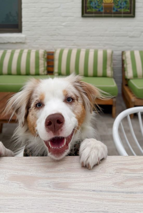 A happy dog with white and tan fur peeking over a wooden table, smiling at the camera, in a bright, cozy cafe setting.