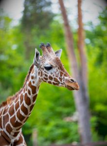 A close-up of a giraffe's head and neck with spotted pattern, green blurred background, vivid colors, natural wildlife scene.