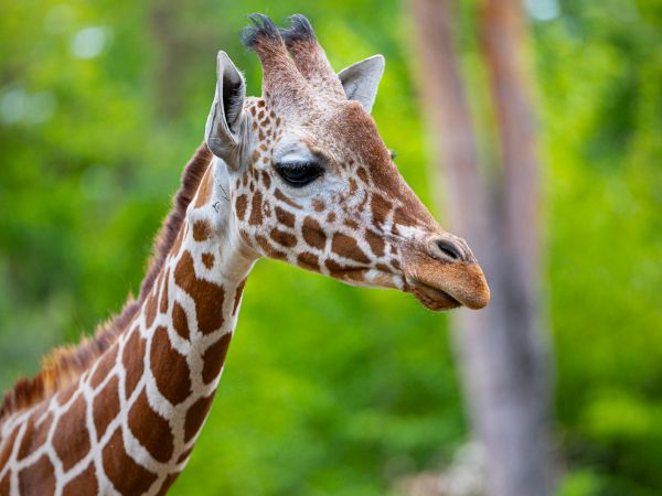 A close-up of a giraffe&rsquo;s head and neck, with spotted fur, ears up, standing in a lush green outdoor setting.