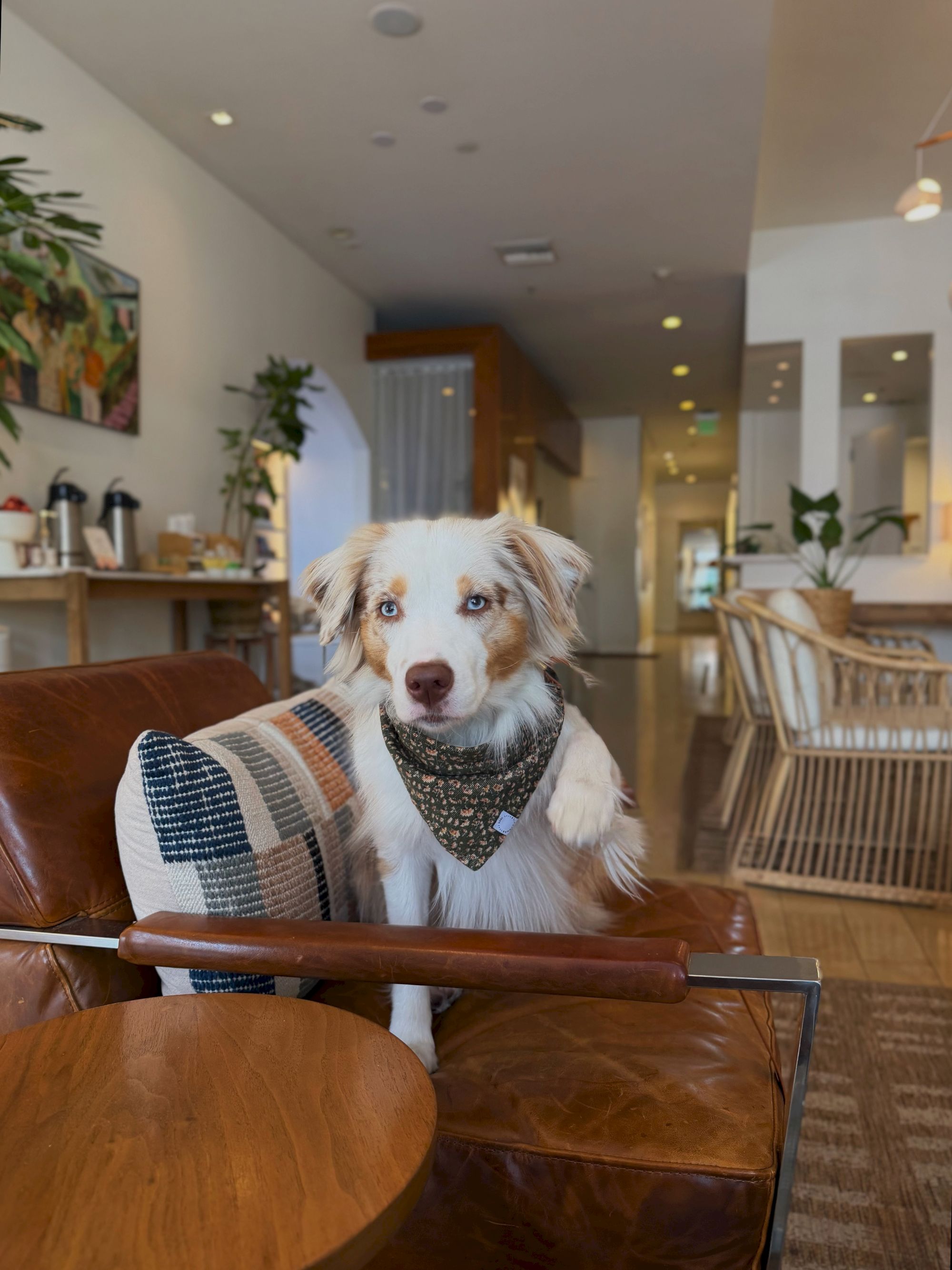 A fluffy white-and-tan dog in a dark bandana sits on a couch in a bright cafe lobby with plants and tables nearby.