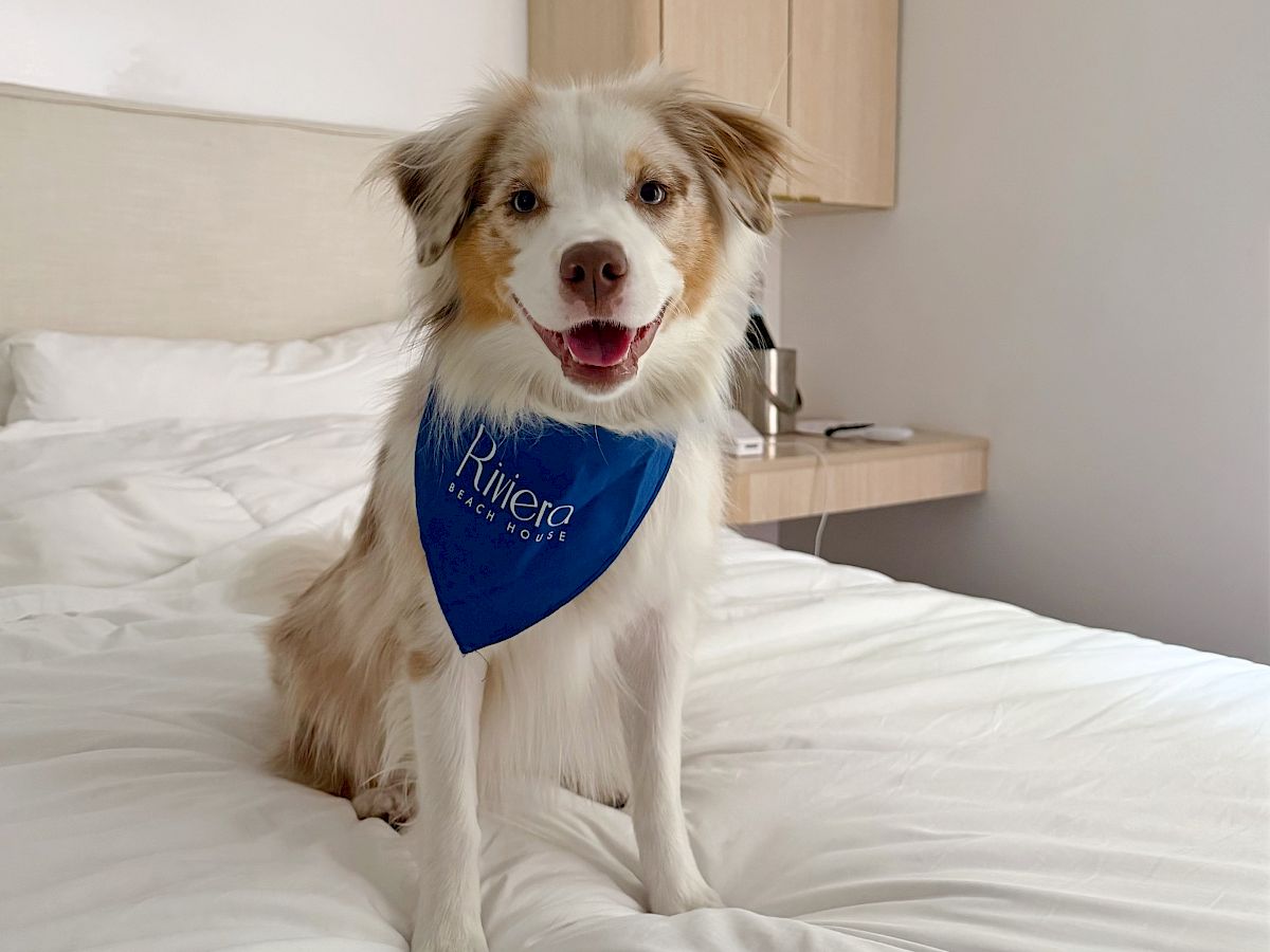 A fluffy dog wearing a blue bandana sits on a bed in a bright room.